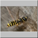 Ectemnius cavifrons oder ruficornis - Grabwespe w05c 11mm.jpg